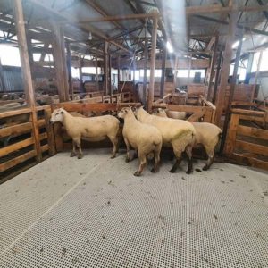 FRP Mini-Mesh-Sheep-Pen Agricultural Applications