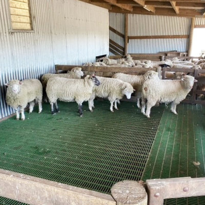 FRP grating sheep on slat mesh