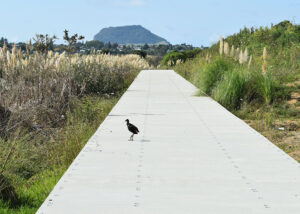FRP cover top grating footpath at the Bethlehem Carmichael Boardwalk.