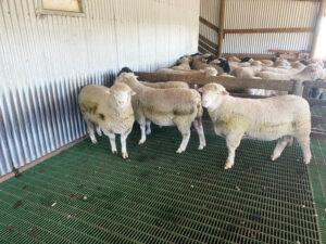 Sheep in a covered pen with a green FRP slat mesh grating floor. Some stand by the metallic wall, while others rest in the background. The pen has metal corrugated sides and a wooden structure.