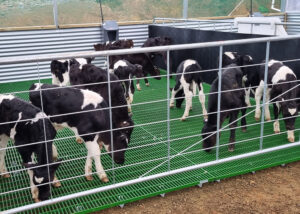 A group of black and white calves stand and walk on a green FRP slat mesh grating floor inside a fenced pen with corrugated metal walls.