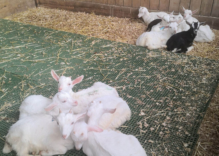 Lambs sitting in pen on FRP mini mesh grating floor.