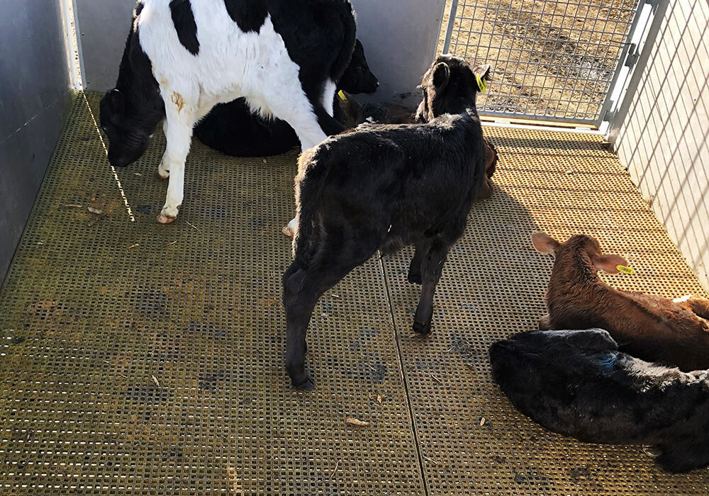 bobby calves in a pen standing on FRP grating floor.