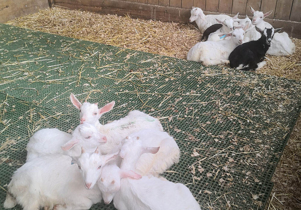 Lambs sitting in pen on FRP mini mesh grating floor.