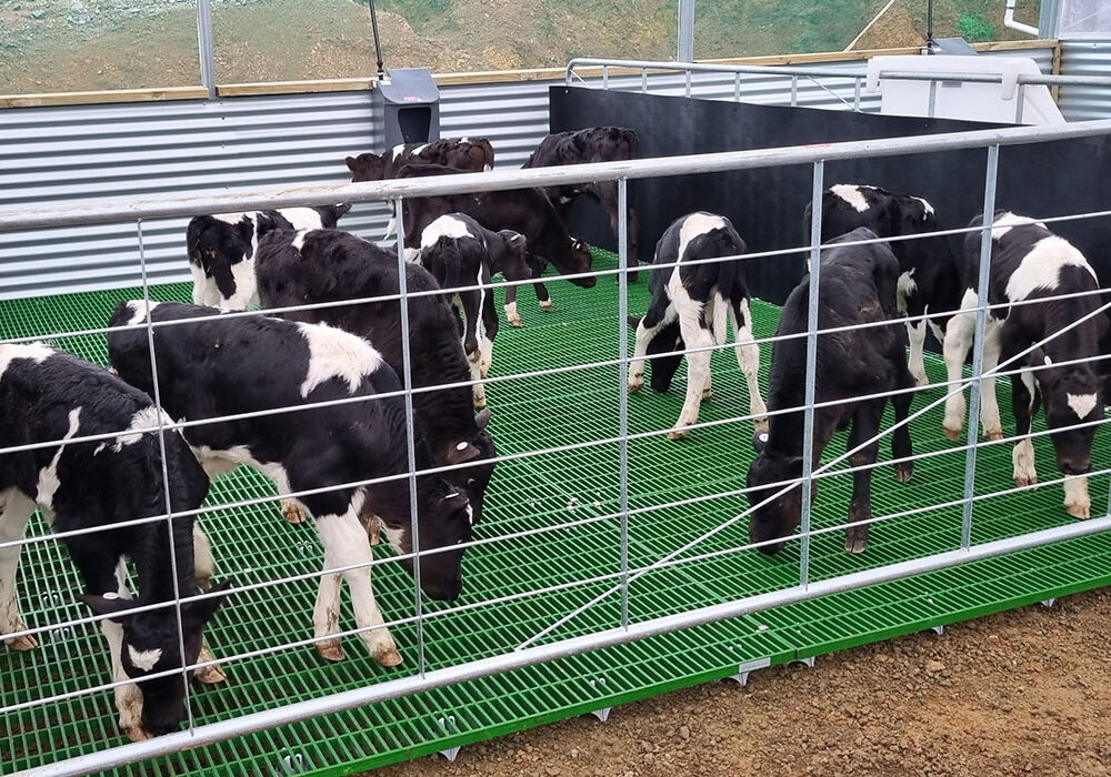 A group of black and white calves stand and walk on a green FRP slat mesh grating floor inside a fenced pen with corrugated metal walls.