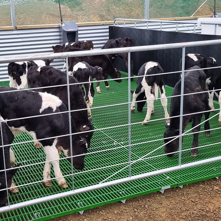 A group of black and white calves stand and walk on a green FRP slat mesh grating floor inside a fenced pen with corrugated metal walls.